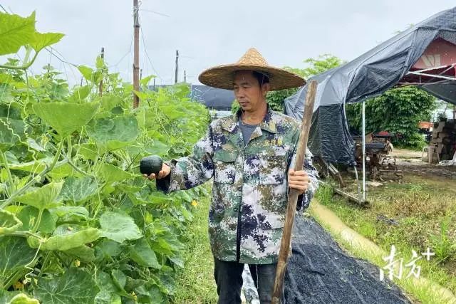 战友故事 | 金卓满：退役军人变身农业种养“尖兵”